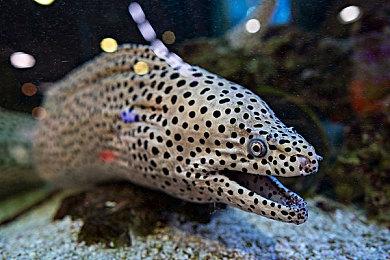 玩《光环：无限》战役模式并不能解锁新盔甲